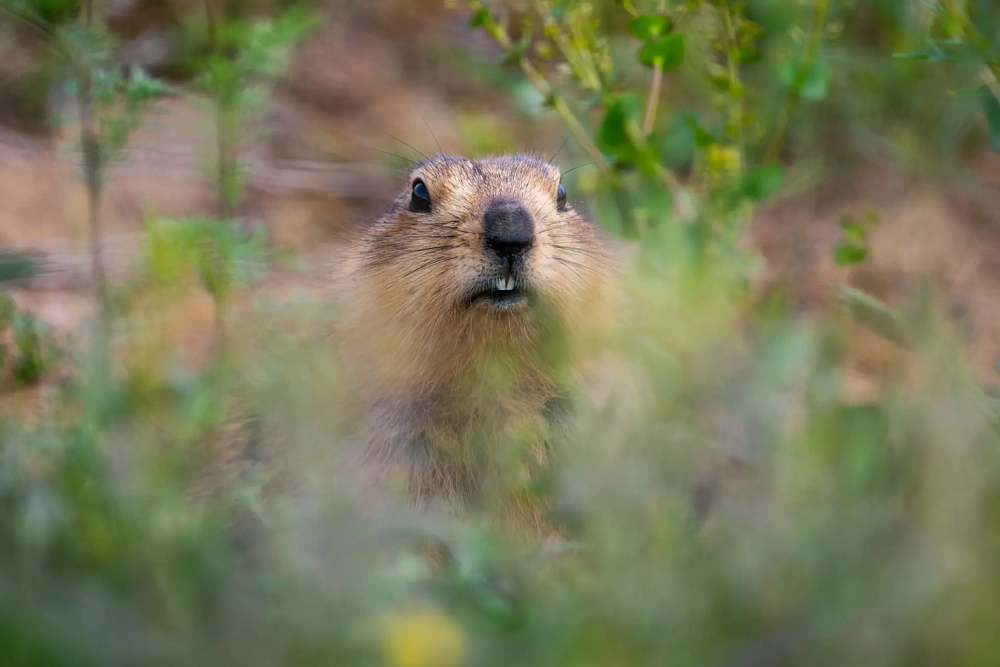 Астраханский суслик решил обхитрить известного фотографа-натуралиста