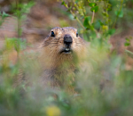 Астраханский суслик решил обхитрить известного фотографа-натуралиста