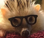 Не дельный обзор. Как астраханцам стать ежиками?