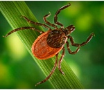 Грозит ли астраханцам крымская геморрагическая лихорадка?