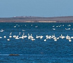 Записки астраханского натуралиста. Не стреляйте желтоклювых лебедей