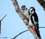 Записки астраханского натуралиста. Дятлы - седой и большой пёстрый