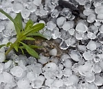 Сильный ветер, град и гроза: астраханские синоптики озвучили прогноз на пятницу