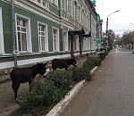 И снова по Астрахани ходили ослы 