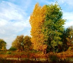 Астраханская прокуратура заставила районную администрацию вернуть 40 гектаров земли в лесной фонд