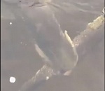 Неожиданная атака: сом не позволил рыбакам поймать щуку. ВИДЕО