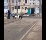 На одной из улиц Астрахани собаки загрызли всех кошек