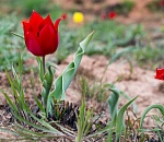 В выходные у горы Богдо будут цвести тюльпаны, петь скалы и бегать люди