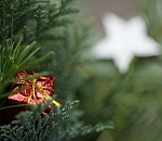 На Рождество в Астрахани будет по-весеннему тепло