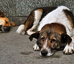 Соцсети сообщают об астраханце, который наводит ужас на собак и людей