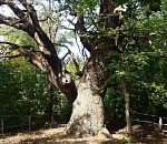 Древний дуб из Астраханской области претендует на звание дерева года