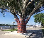 В Астрахани еще несколько деревьев оденут в "свитеры"