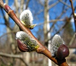 Астраханская погода в апреле