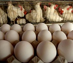 Астраханские птицефабрики подозревают в ценовом сговоре 