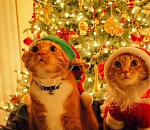 Астраханская ёлка будет у «Атриума»: так решили читатели «Пункта-А» 