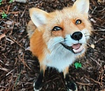 В магазин в центре Астрахани забежала лиса