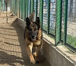 Астраханская полиция отдает даром Майн Штерн Бандо и Осу из Розы Ветров