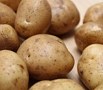 43 сорта картофеля проходят кастинг в Приволжском районе