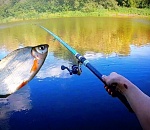 Для астраханских рыбаков определили нормы вылова и сняли запрет на вылов селедки