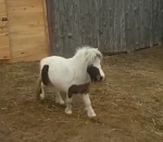 В астраханском зоопарке появилось необычное животное