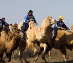 В Астрахани решили провести верблюжьи бега