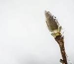 В Астрахани Пасха будет ветреной и морозной