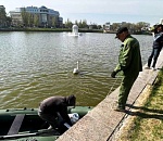 В Астрахани лебеди вернулись на Лебединое озеро