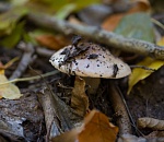 Записки астраханского натуралиста. «Тихая охота»