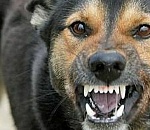 В астраханском селе объявлен карантин