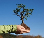 В Астраханской области завершён весенний лесокультурный сезон