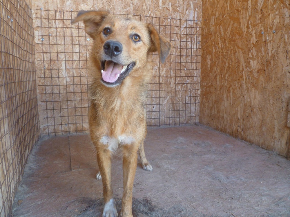 В Астрахани в усиленном режиме продолжают отлавливать безнадзорных животных