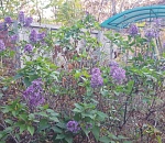 И снова 3 ноября. В Астрахани зацвела сирень