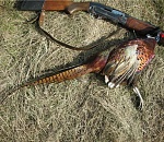 В Астраханской области завершается сезон охоты на водоплавающую дичь