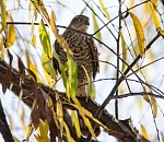 Записки астраханского натуралиста. Ястреб, санитар городских джунглей