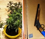 Каннабис – в подвале, оружие – под матрасом: в Астрахани полиция в одном доме накрыла наркоферму и арсенал