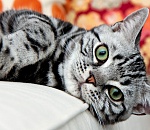 Астраханцев приглашают на международную выставку кошек