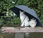 Готовьте зонтики: в Астрахани начинаются дожди