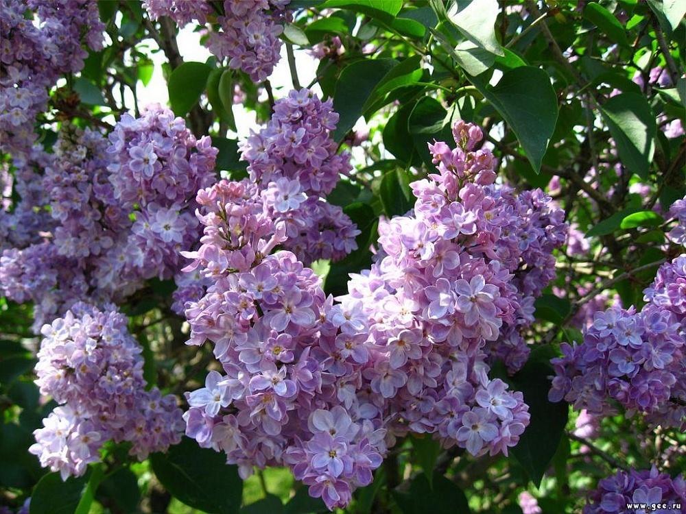 Астраханская погода в мае