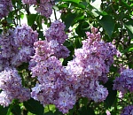 Астраханская погода в мае