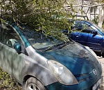 В Астрахани дерево придавило сразу два автомобиля