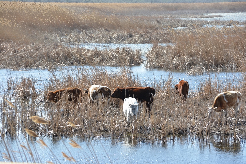Развитию сельского хозяйства Астраханской области мешают банки - власти
