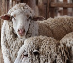 Астраханская область в 2015г увеличила племенное поголовье овец