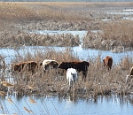 Развитию сельского хозяйства Астраханской области мешают банки - власти