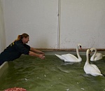 Лебеди и корабль с Лебединого озера уехали на зимовку