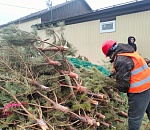 В Астрахани новогодние елки помогут бездомным собакам