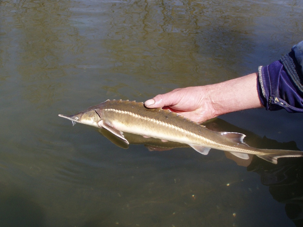 Записки астраханского натуралиста. Современное состояние популяций осетровых рыб на Каспии