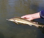 Записки астраханского натуралиста. Современное состояние популяций осетровых рыб на Каспии