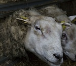 Астраханскую баранину решили забрендировать