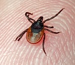 Еще два случая заражения крымской геморрагической лихорадкой произошло в Астраханской области