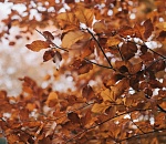 Завтра Астрахань войдёт в ноябрьскую прохладу